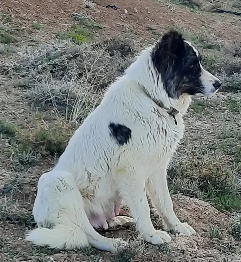 سگ گله|سگ|چادگان, |دیوار