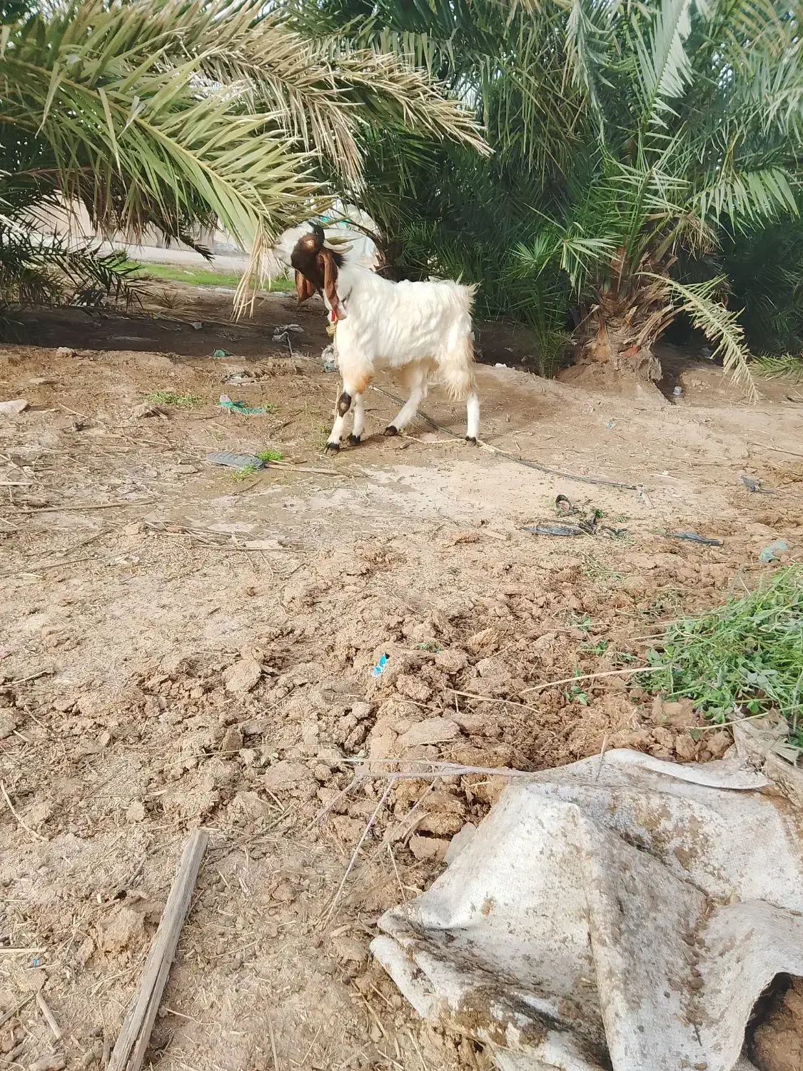 نزبز|حیوانات مزرعه|بم, |دیوار