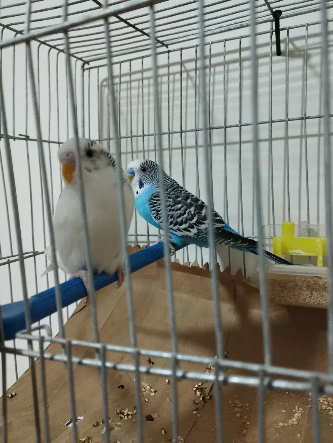 مرغ عشق مولد خوشگل و ناز|پرنده|بروجن, |دیوار