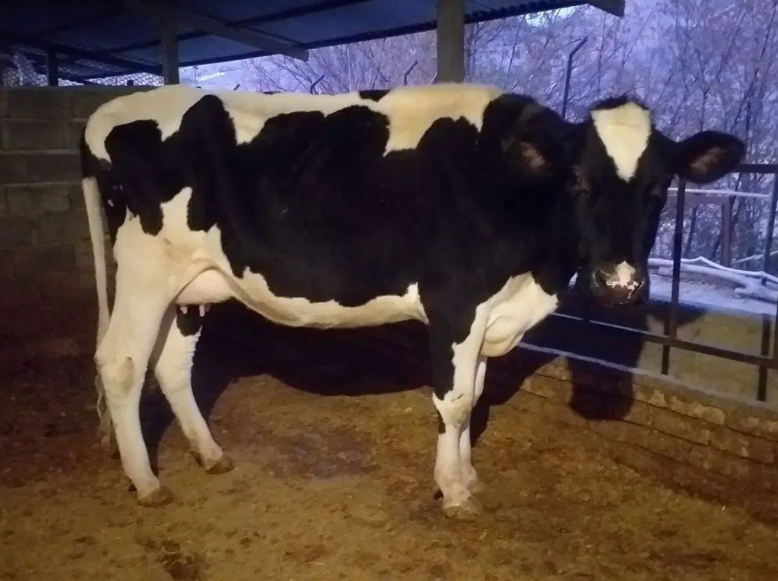 گاو و گوساله|حیوانات مزرعه|طالقان, |دیوار