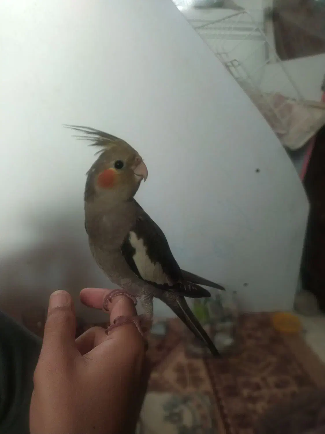 عروس هلندی|پرنده|قم, خاکفرج|دیوار