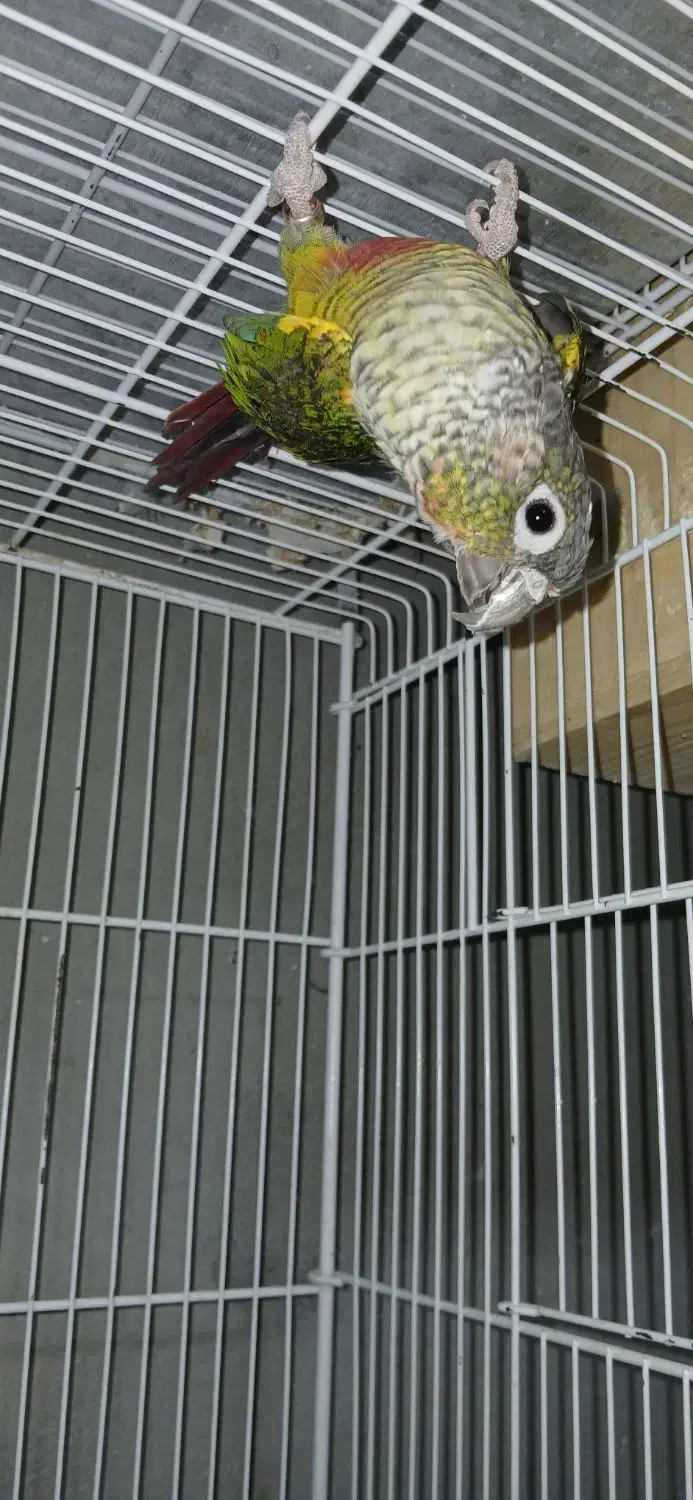 گرینچک نر بالغ با تست مشهد|پرنده|لار, |دیوار