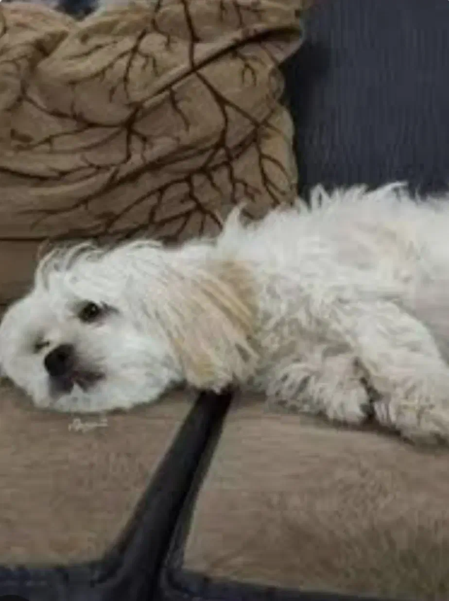 سگ پاکوتاه خانگی|سگ|قیدار, |دیوار