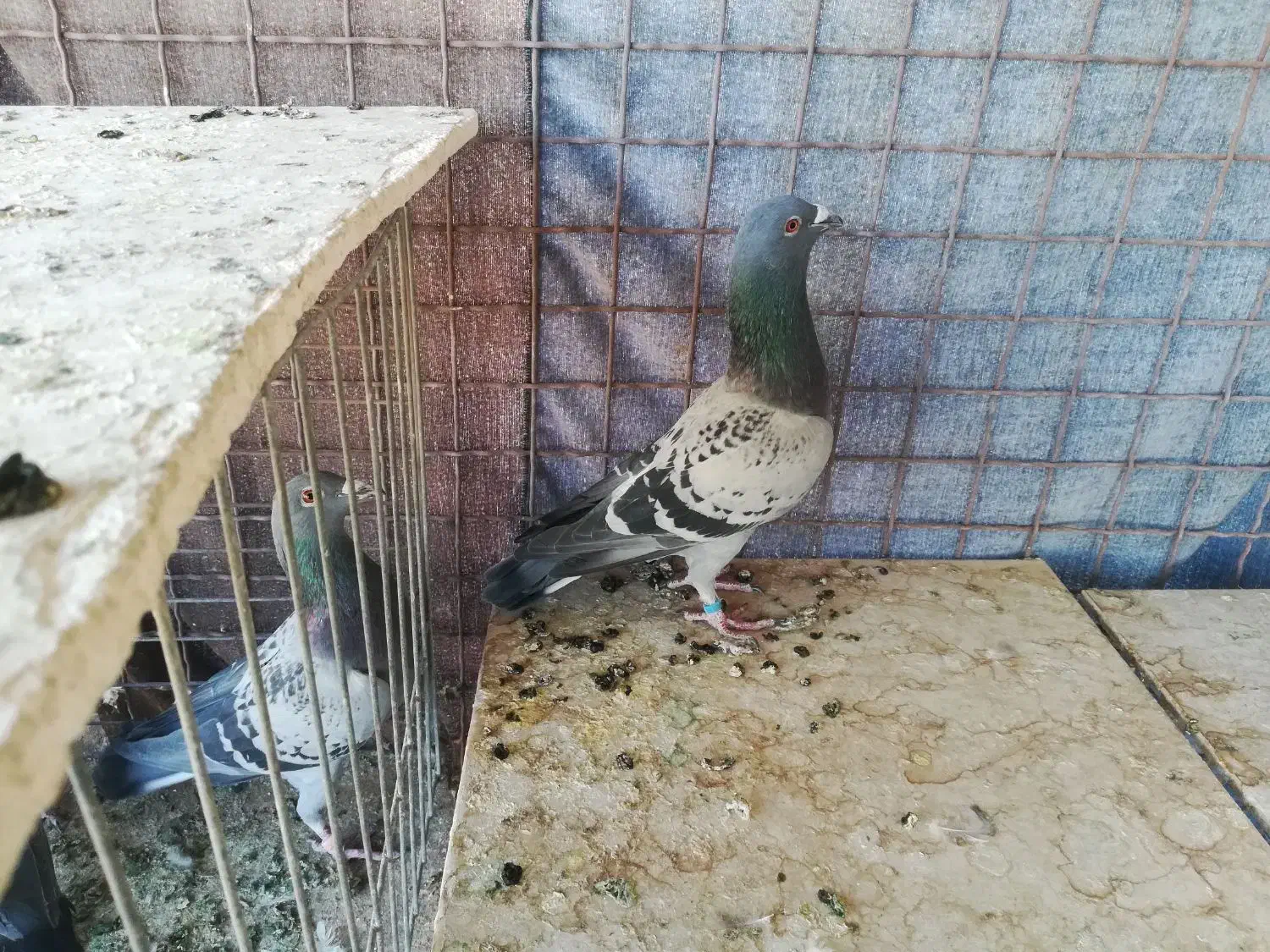 کبوتر پلاکی|پرنده|یزد, |دیوار