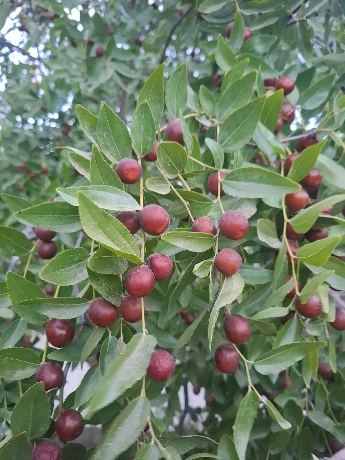 عناب درجه یک|خوردنی و آشامیدنی|قم, انسجام|دیوار