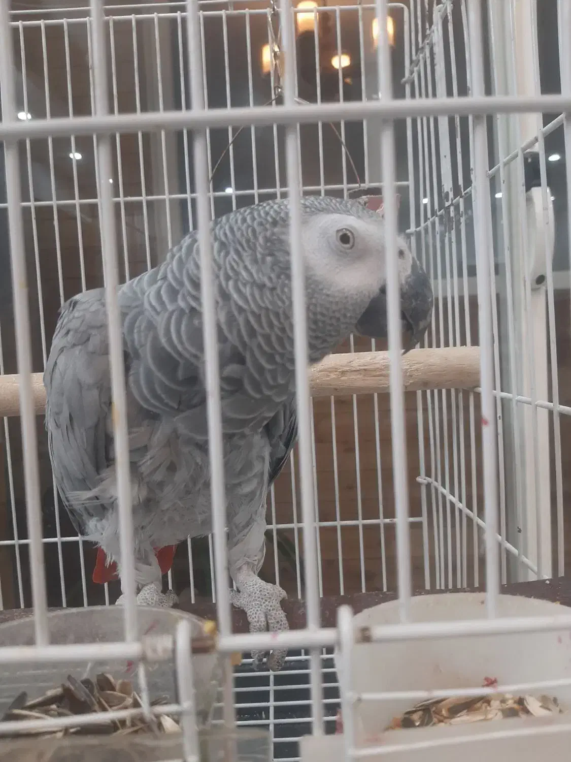 کاسکو ماده سخنگو دستی|پرنده|اصفهان, سپاهان‌شهر|دیوار