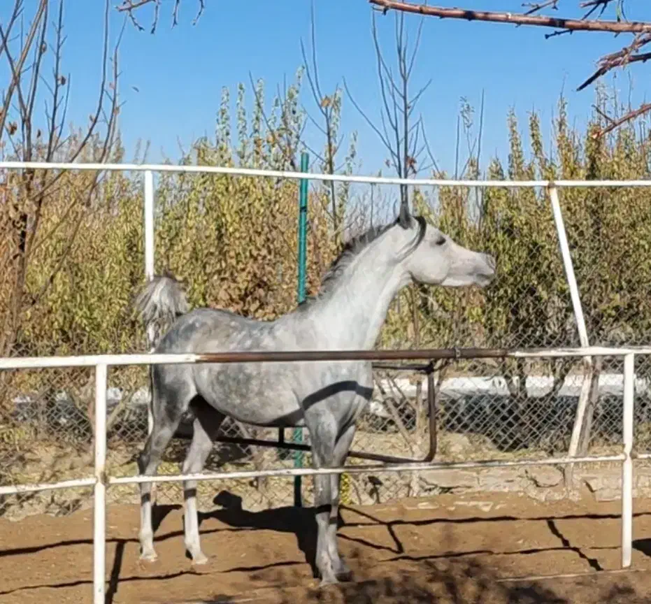 اسب عرب وارداتی، کره ،نریان|اسب و تجهیزات اسب‌سواری|گلپایگان, |دیوار