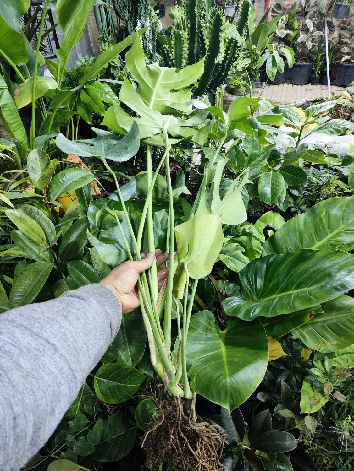 عضو شو بازدید کن هدیه ببر|گل و گیاه طبیعی|اصفهان, شاه پسند|دیوار