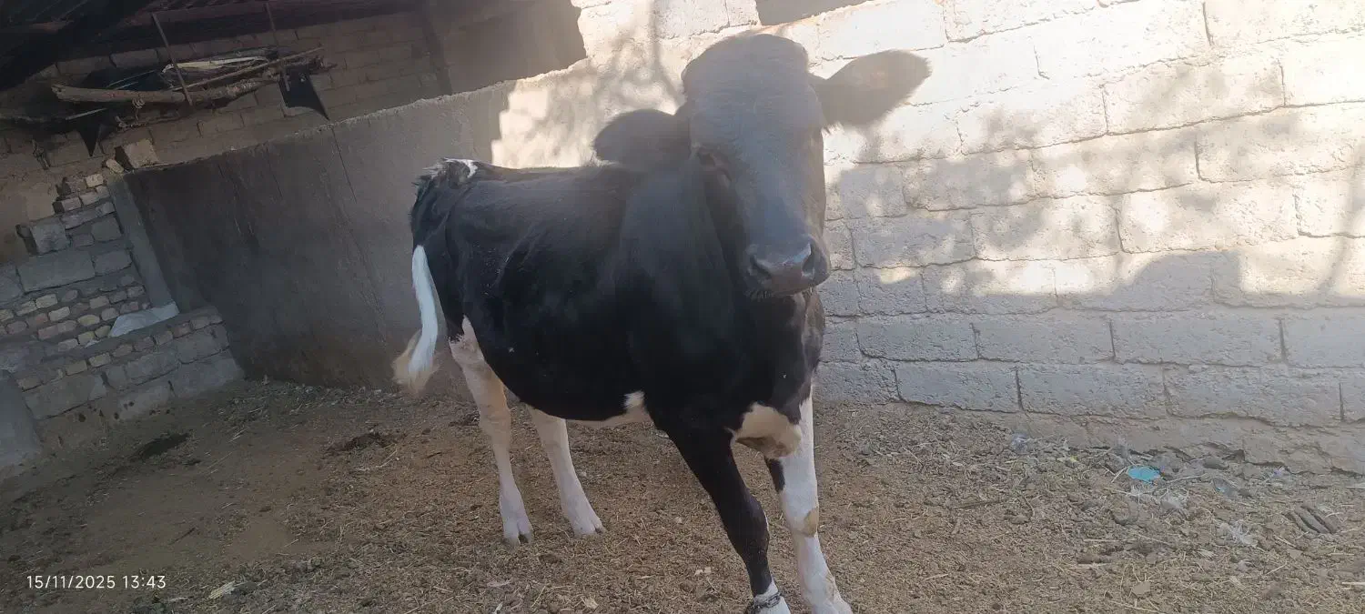 گوساله هلشتاین ماده|حیوانات مزرعه|زهک, |دیوار