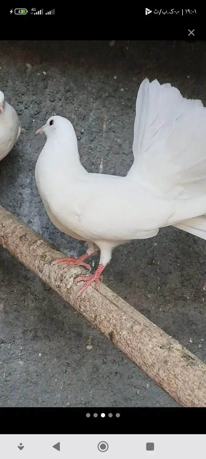 کفتر دوم چتری جفت یک ملیون|پرنده|رودان, |دیوار