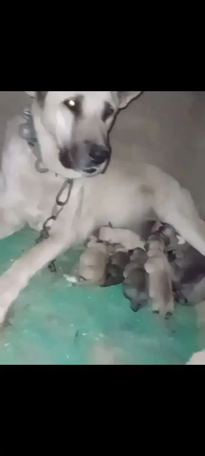 واگذاری ماده سرابی نگهبان|سگ|کرمانشاه, |دیوار