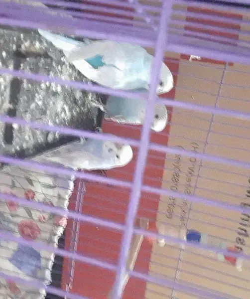 مرغ عشق|پرنده|کبودرآهنگ, |دیوار