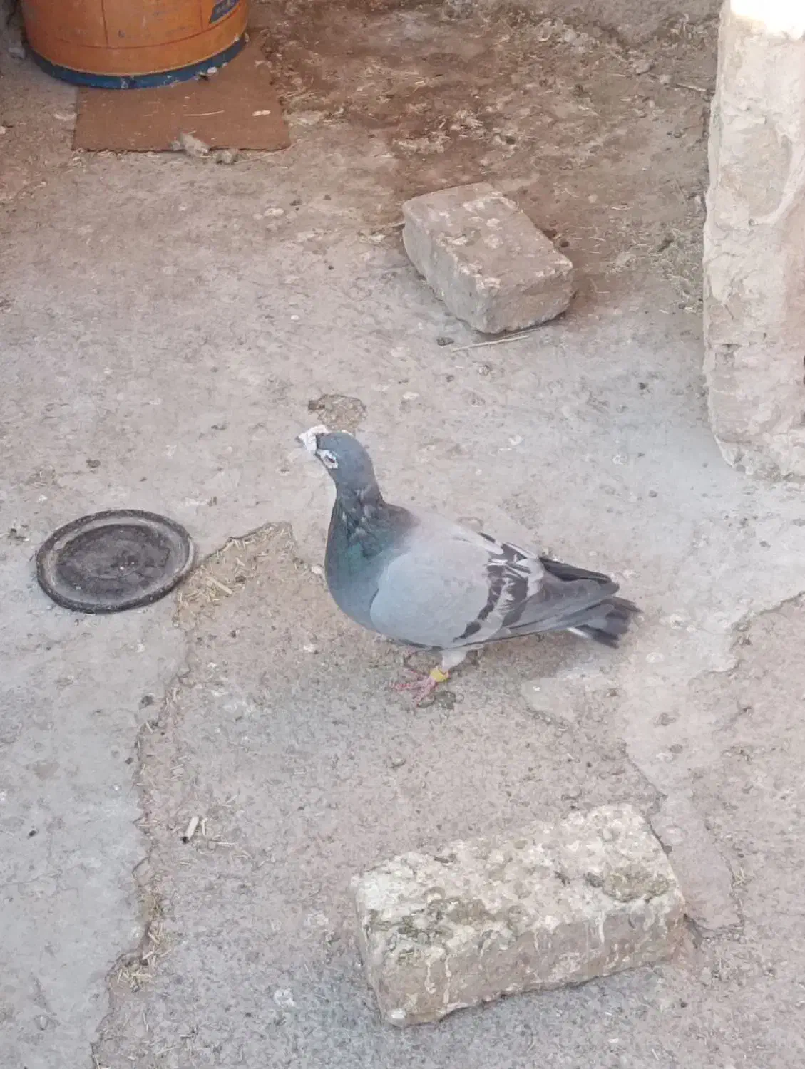 سبز|پرنده|تربت‌حیدریه, جانبازان|دیوار