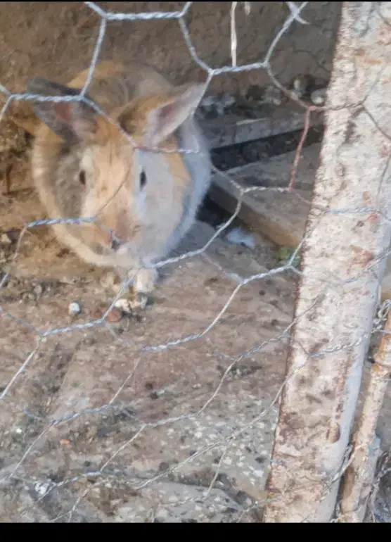 خرگوش|موش و خرگوش|تربتحیدریه, پایانه مسافربری تربت حیدریه|دیوار