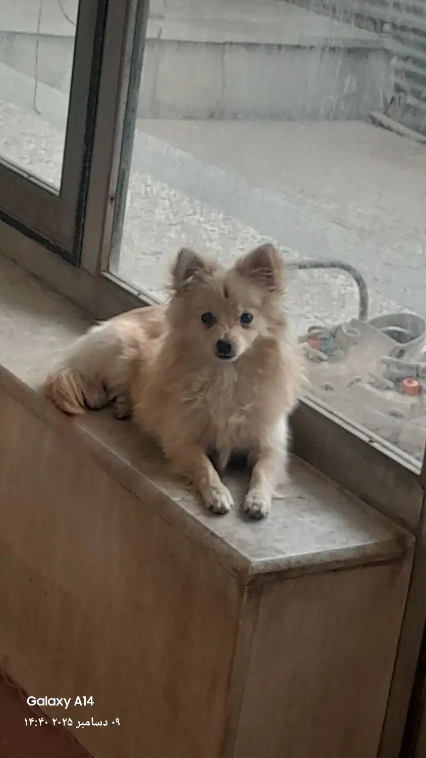 پامر|سگ|شاهین‌شهر, گزبرخوار|دیوار