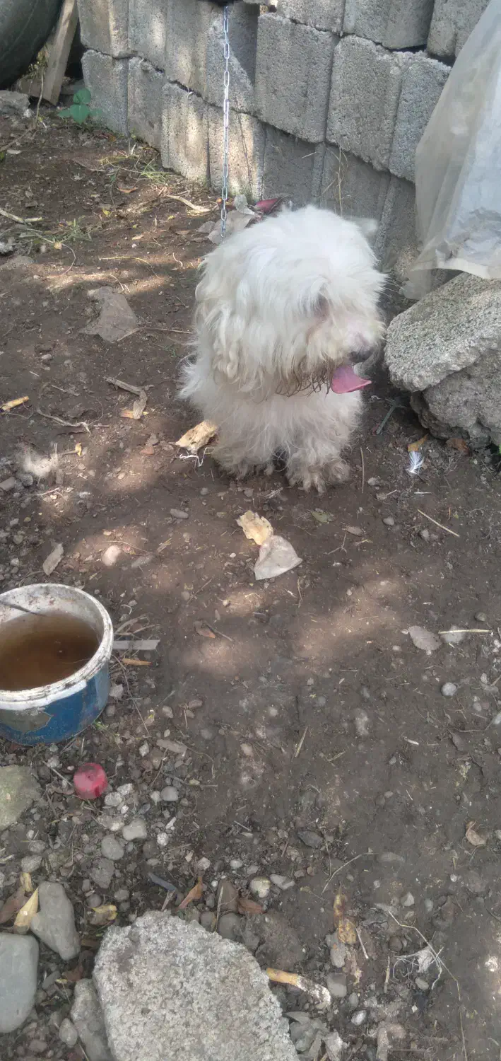 سگ پاکوتاه|سگ|املش, |دیوار