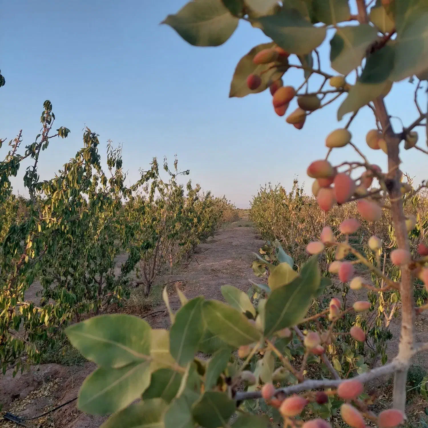 باغ|فروش دفتر صنعتی، کشاورزی، تجاری|شاهین‌شهر, گرگاب|دیوار