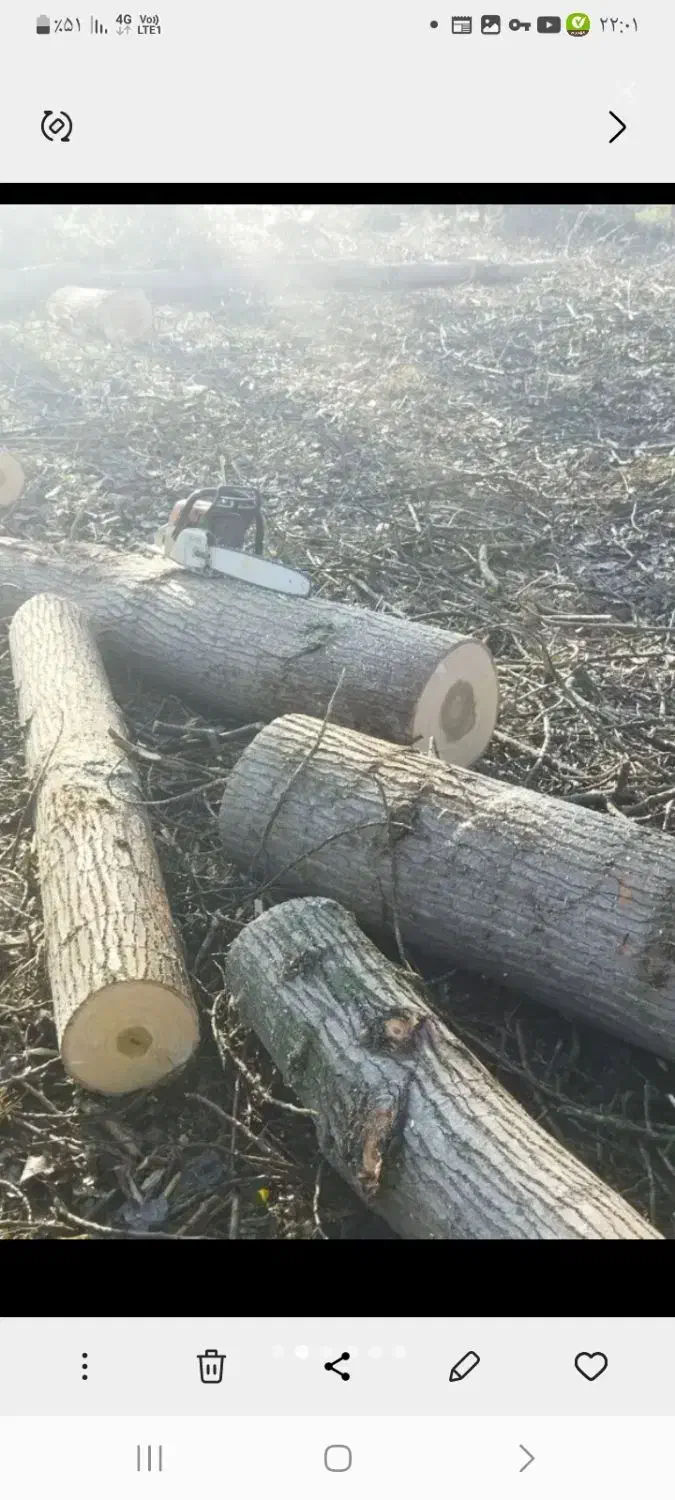 خرید صنوبر|خدمات باغبانی و درختکاری|آستانه اشرفیه, |دیوار