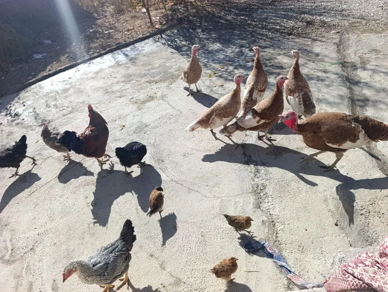 بوقلمون نر و ماده|حیوانات مزرعه|صومای برادوست, |دیوار