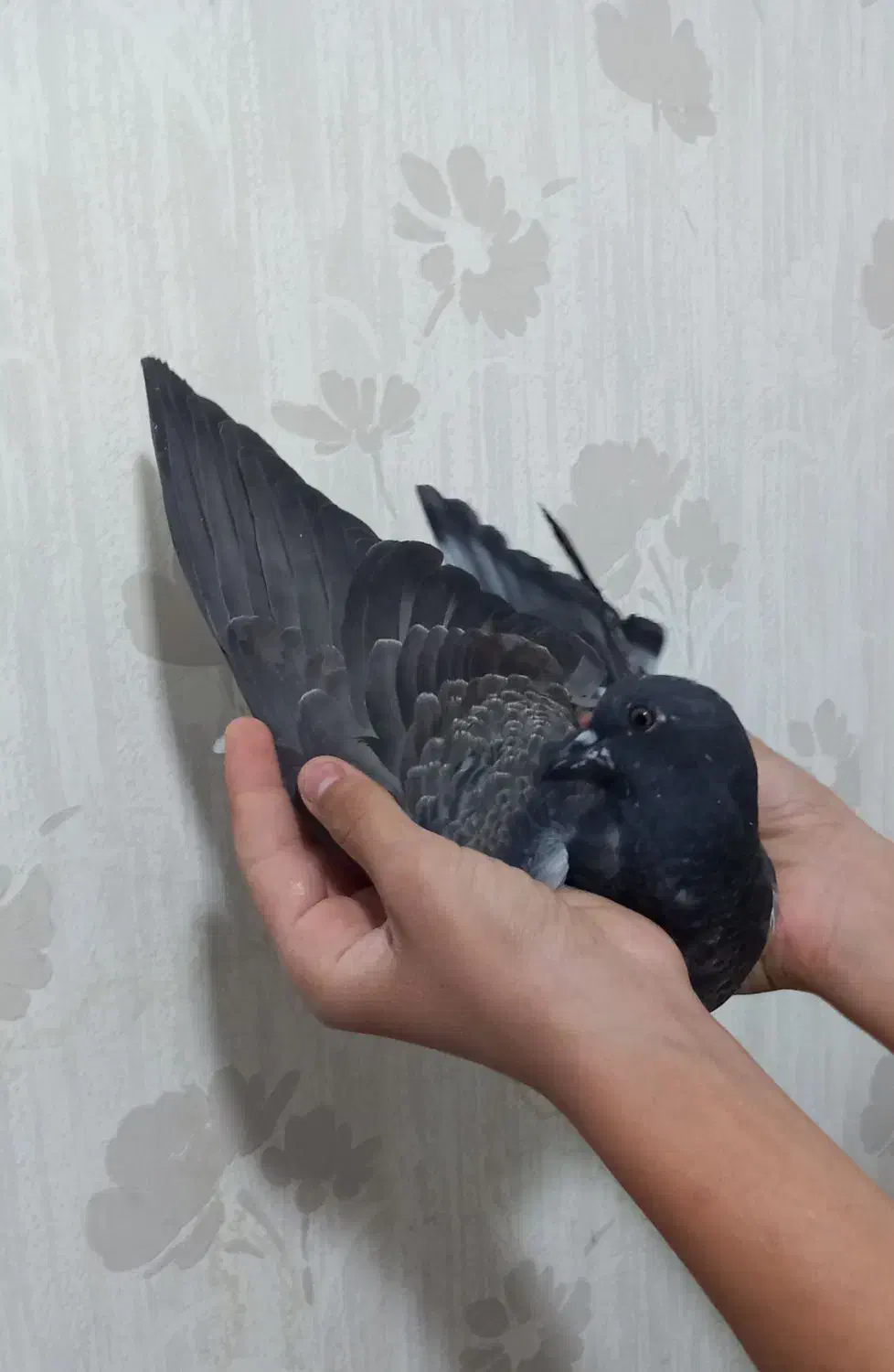 یک جفت جوجه کبوتر پرشی قاره و سرور|پرنده|ملارد, |دیوار