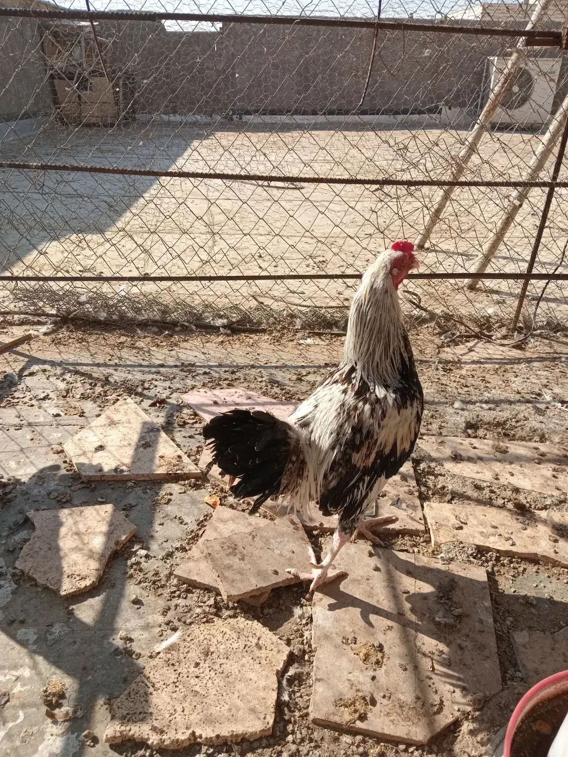 خروس نژاد لاری|حیوانات مزرعه|قم, پردیسان|دیوار