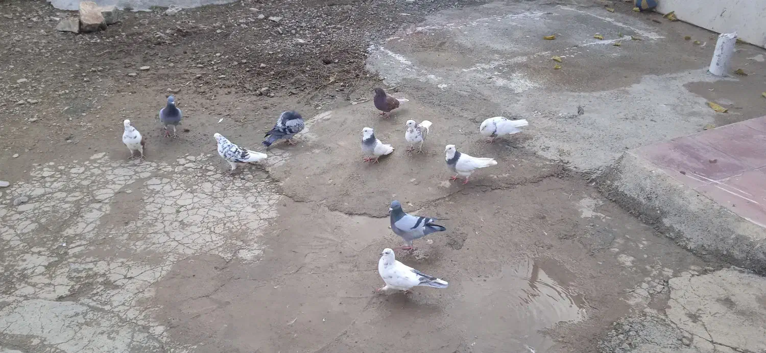 کبوتر|پرنده|روانسر, |دیوار