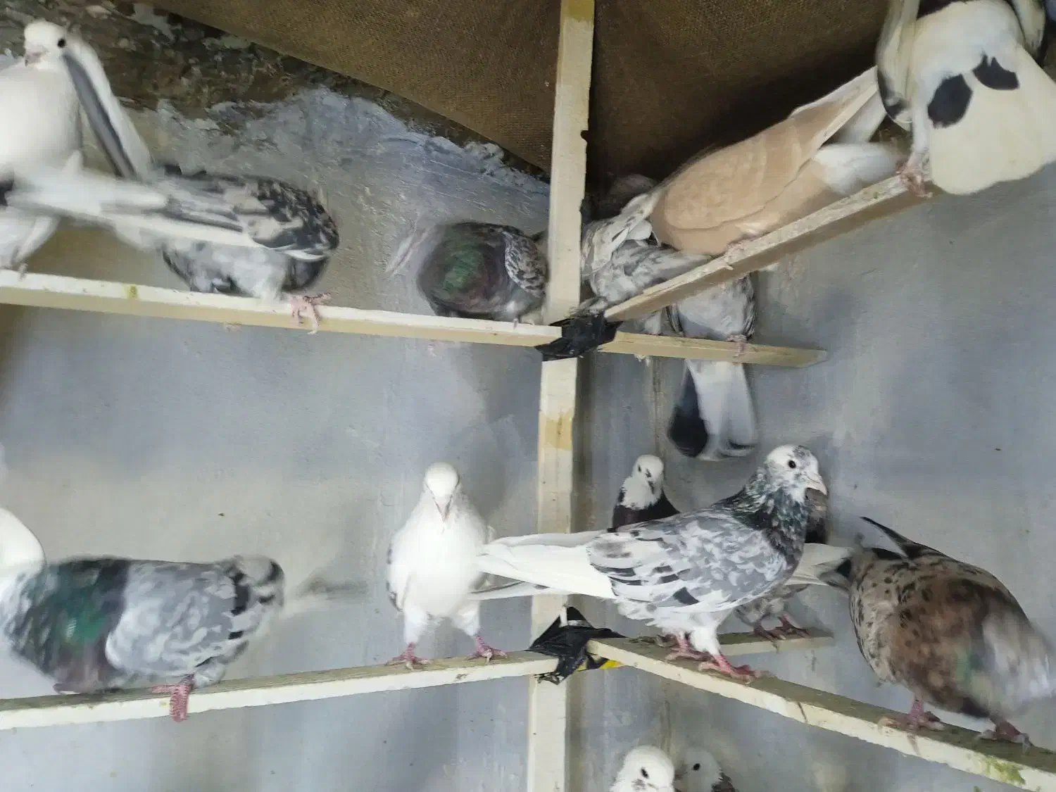 کفتر و کبوتر زمینی و پرشی|پرنده|اسلام‌شهر, شهرک مفیدی|دیوار