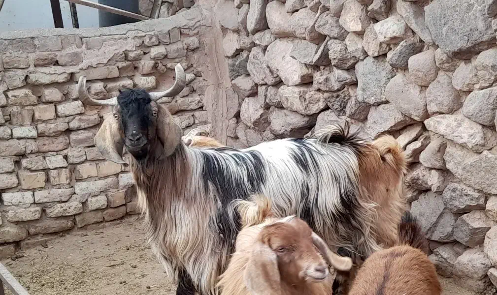 بزغاله نر|حیوانات مزرعه|طاغنکوه, |دیوار