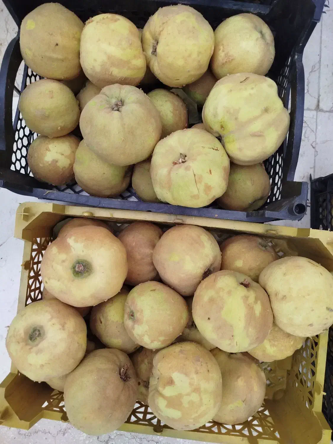 فروش به درجه یک|خوردنی و آشامیدنی|گلپایگان, |دیوار