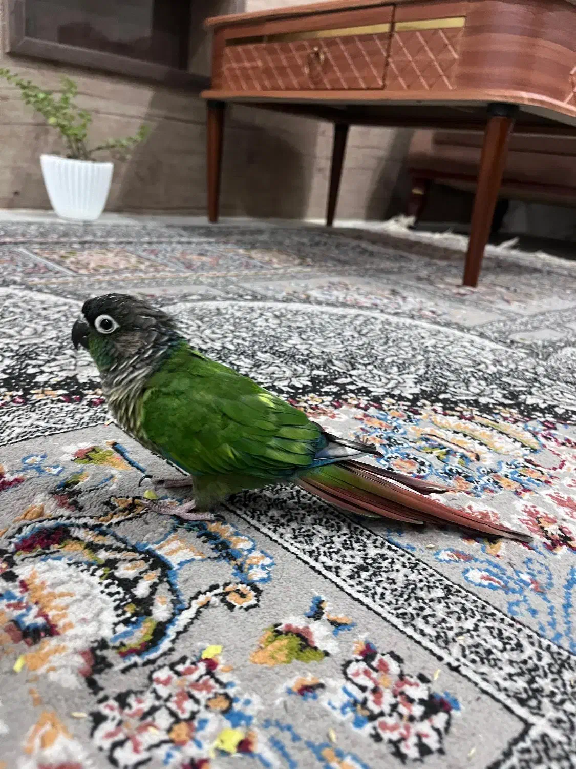 طوطی گرینچیک دستی|پرنده|اهواز, زیباشهر|دیوار