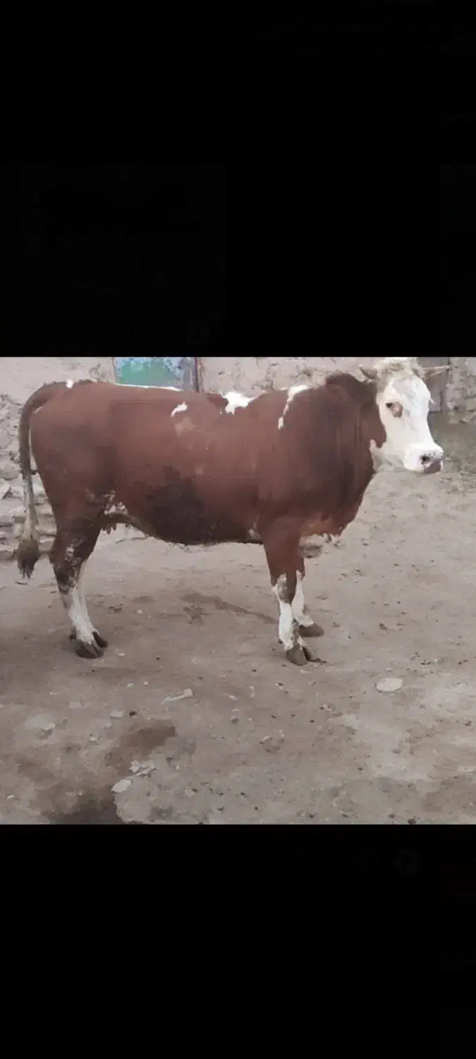 240000000میلیون|حیوانات مزرعه|میانه, |دیوار