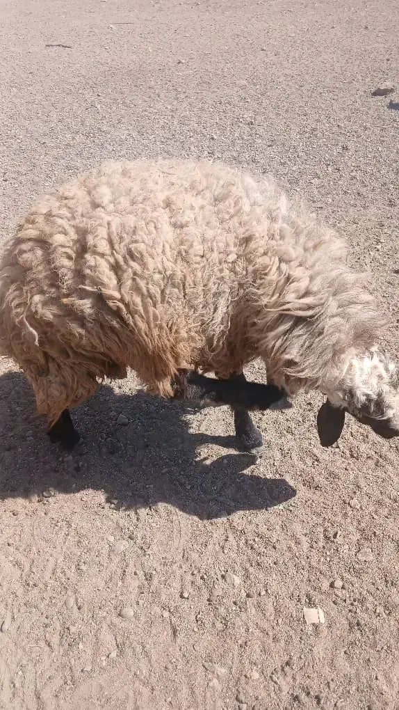 میش و بره|حیوانات مزرعه|سیرجان, |دیوار