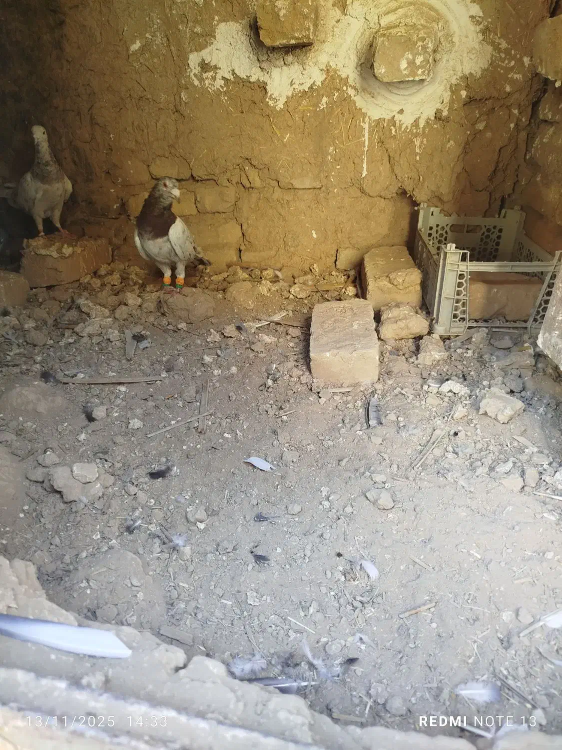 کفتر هفت رنگ|پرنده|بشاریات, |دیوار