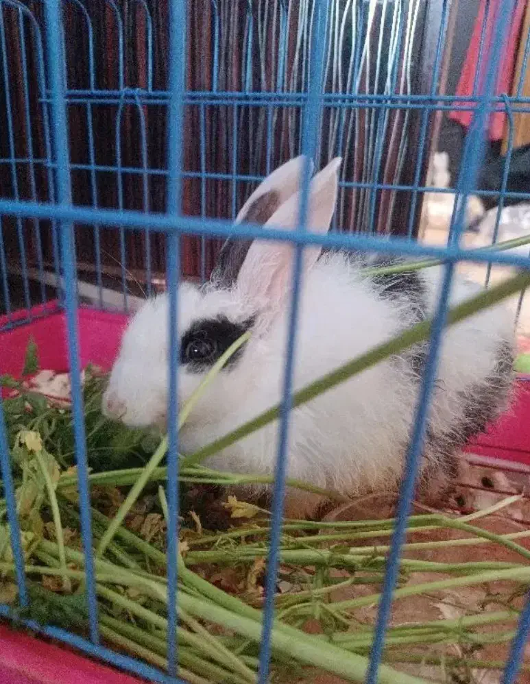 خرگوش اهلی|موش و خرگوش|رشت, شهریاران|دیوار