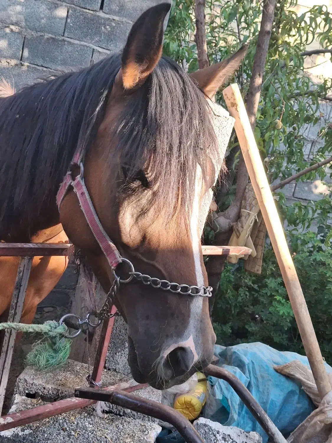 فروش اسب|اسب و تجهیزات اسب‌سواری|قره چای, |دیوار