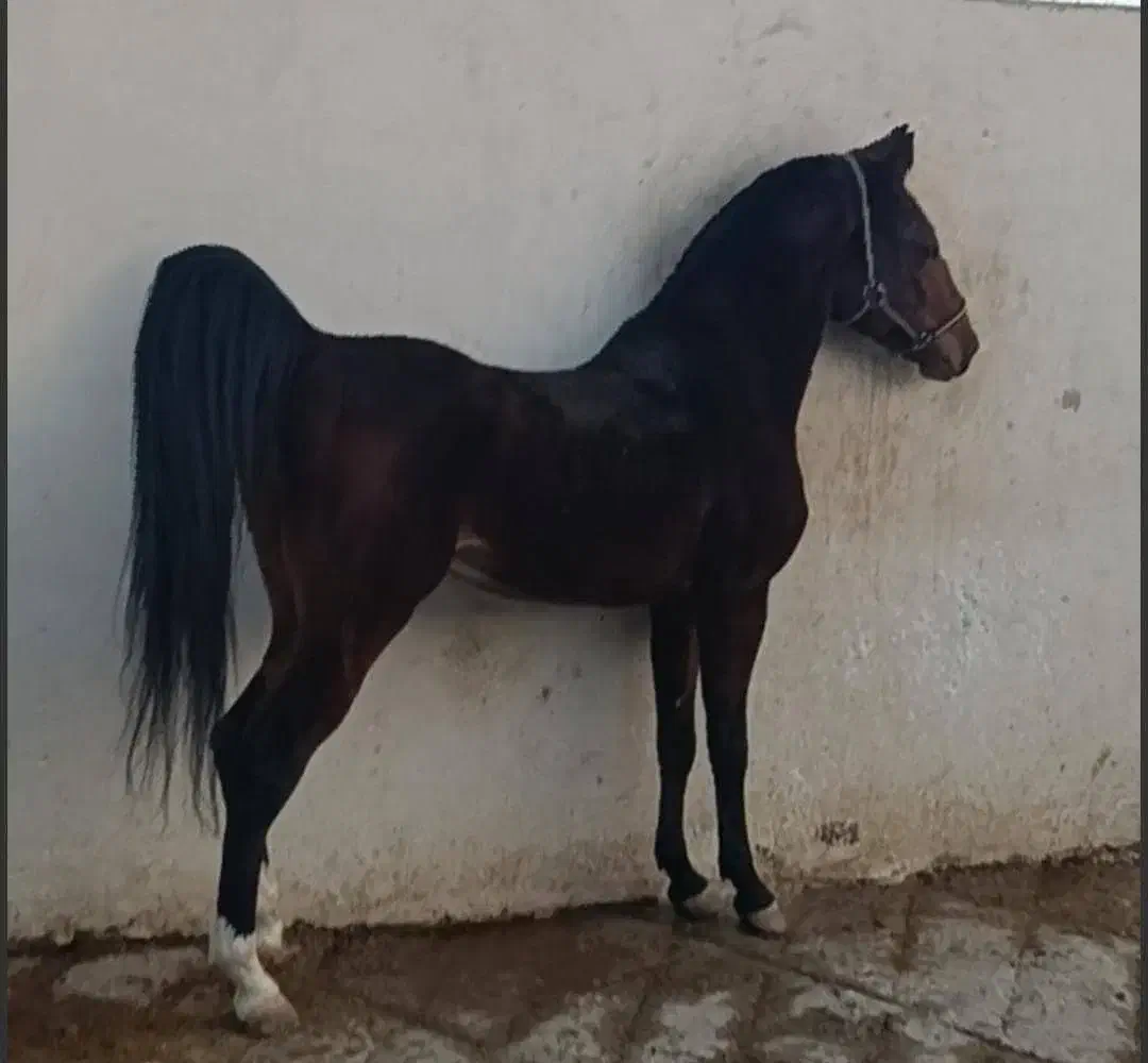 اسب نریان|اسب و تجهیزات اسبسواری|تبریز, |دیوار