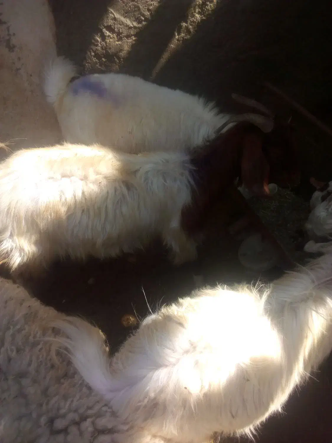 کهره و بره|حیوانات مزرعه|بندرعباس, |دیوار