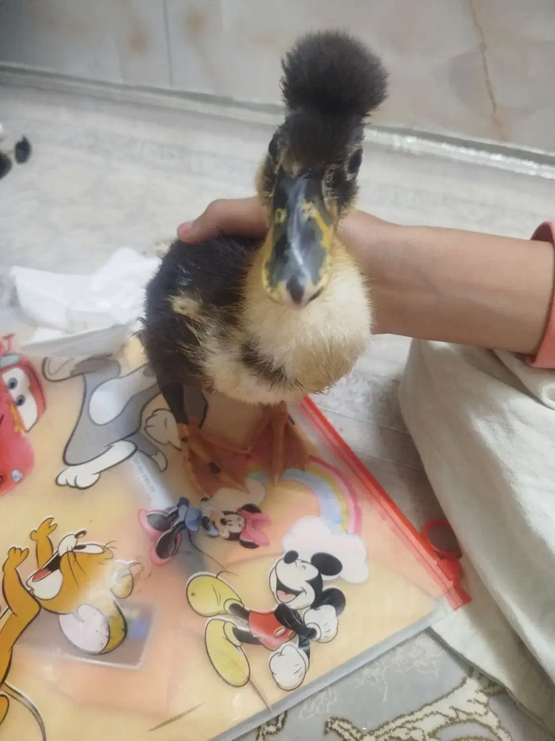 اردک طبیعی کاکلی|حیوانات مزرعه|اسلام‌شهر, شهرک محمدیه|دیوار