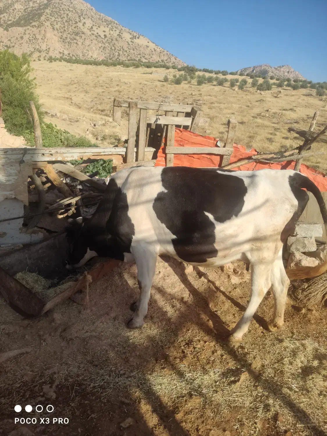 گاو و گوساله|حیوانات مزرعه|سرپل ذهاب, |دیوار