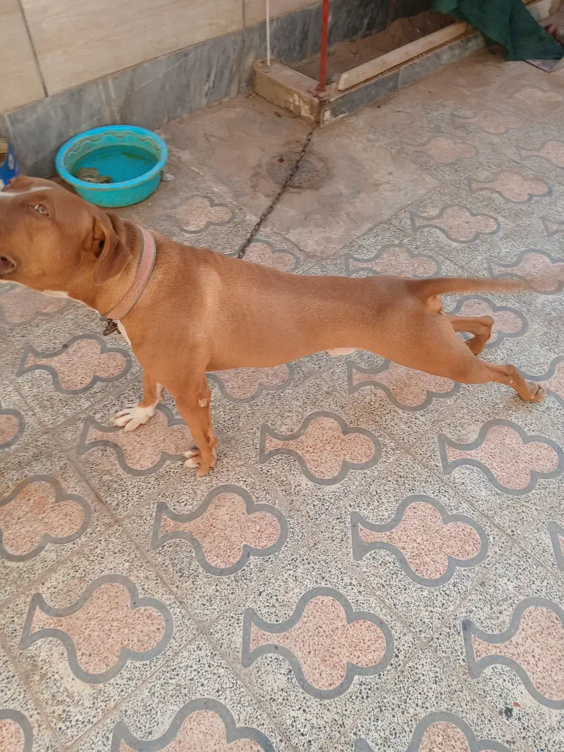 سگ پید کو جوان ۱۰ ماهه|سگ|دوگنبدان, |دیوار