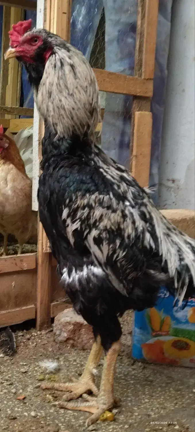 خروس لاری|حیوانات مزرعه|رباطکریم, پیغمبر|دیوار