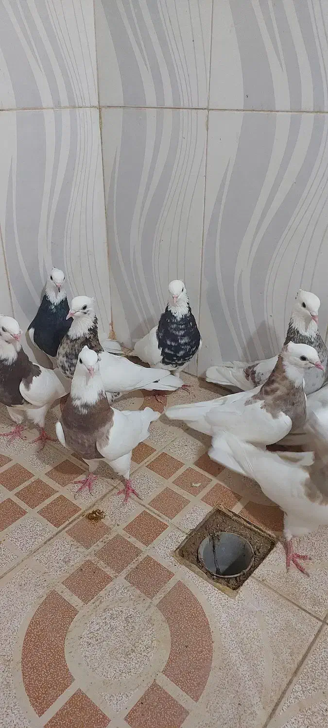 15 تا طوقی|پرنده|بهبهان, |دیوار