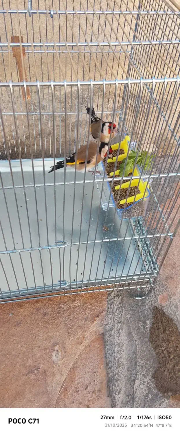 سهره نر|پرنده|کرمانشاه, |دیوار