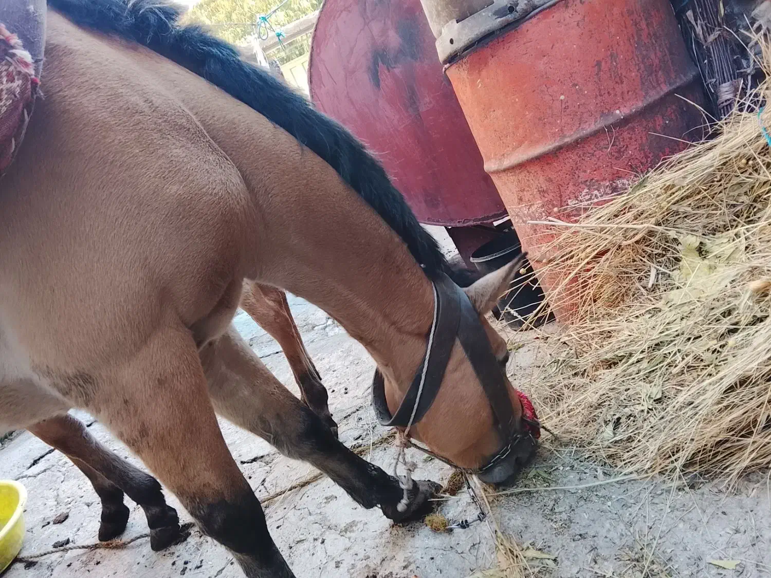 اسب|اسب و تجهیزات اسبسواری|شاهرود (اردبیل), |دیوار