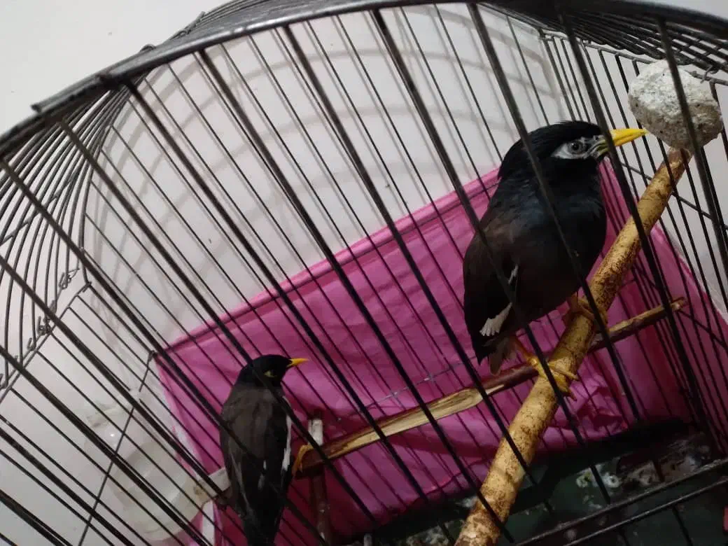 مینا فروشی|پرنده|شهریار, شهرک وائین|دیوار