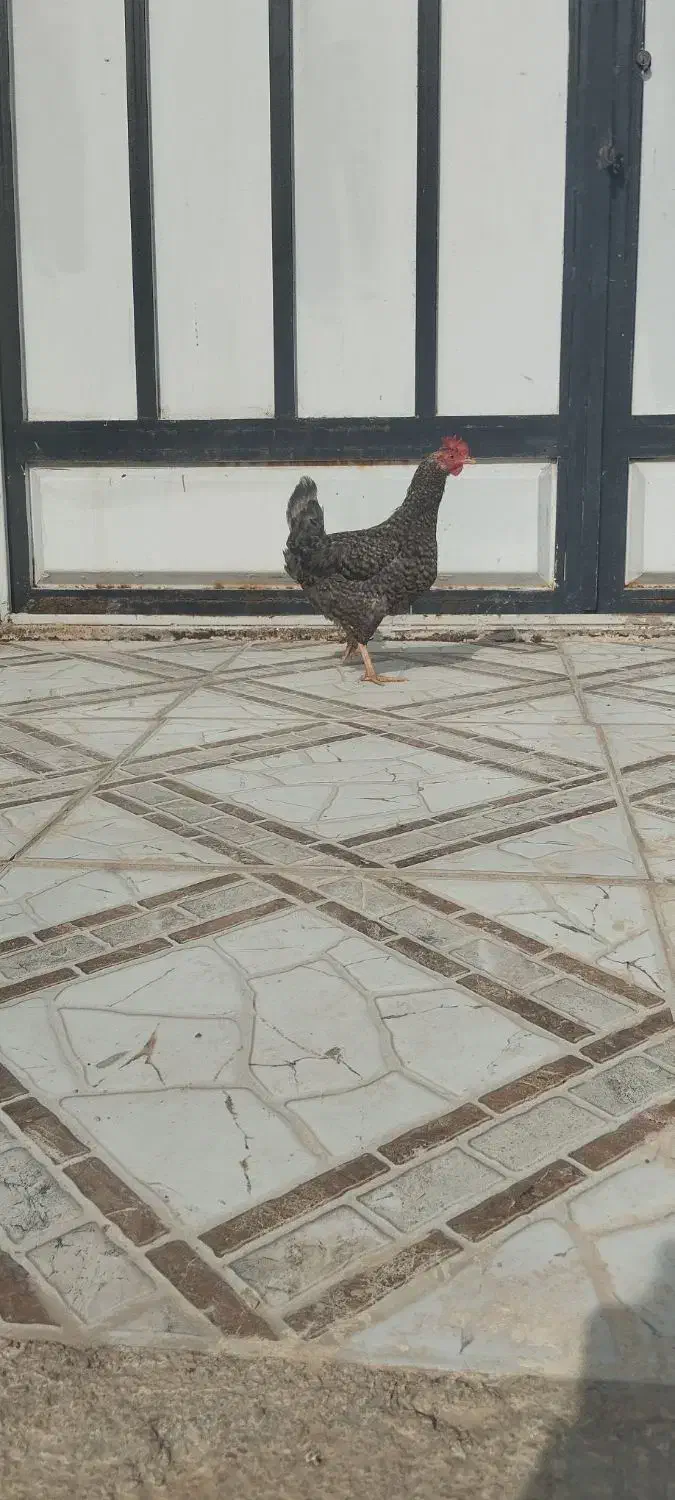 دو عدد مرغ عربی تخمگذار|حیوانات مزرعه|حمیدیه, |دیوار