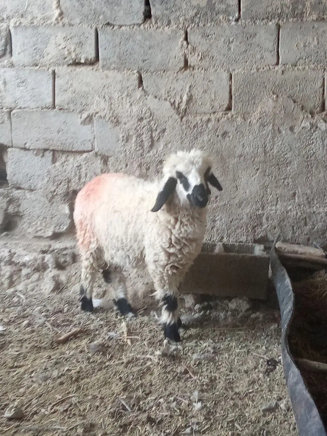 بره ماده چاق کبابی (آدرس توابع دولت آباد)|حیوانات مزرعه|هامون, |دیوار