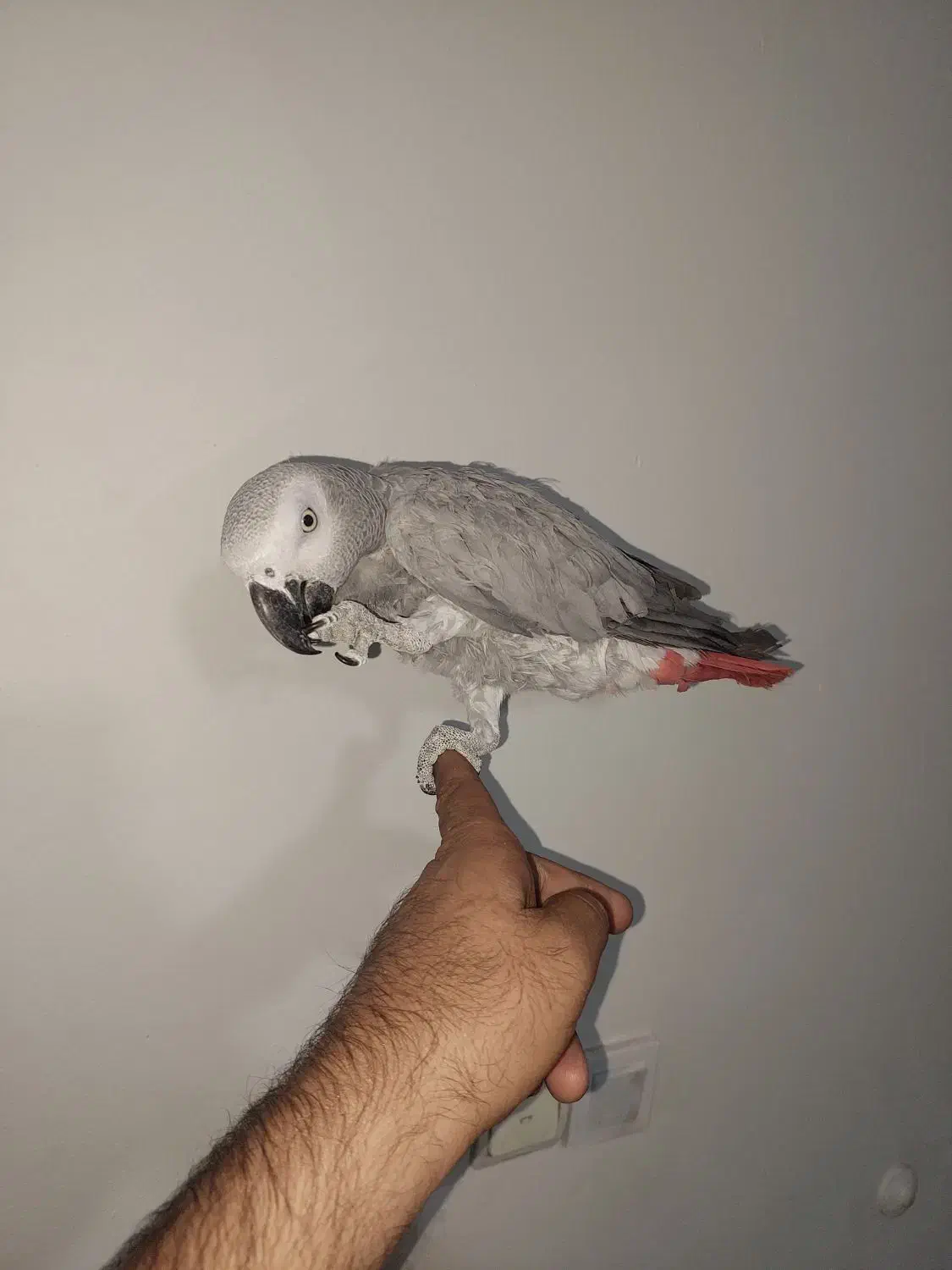 طوطی کاسکو نر سخنگو رام 2 ساله|پرنده|تهران, کیانشهر|دیوار