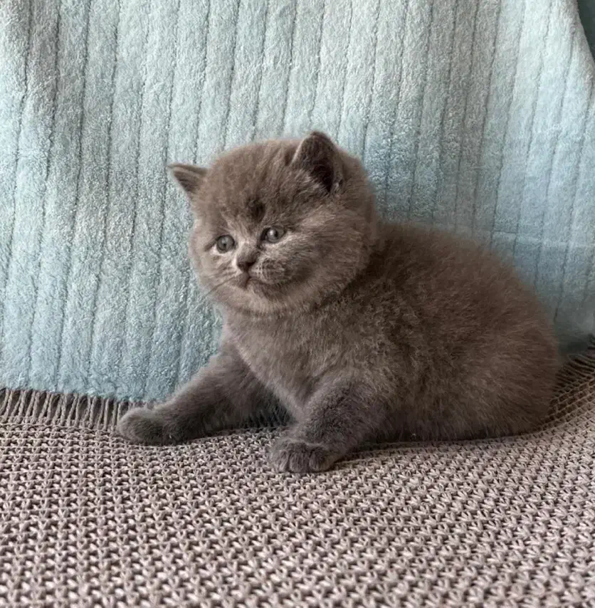 پیشی های ناز|گربه|رشت, شهرک قدس|دیوار