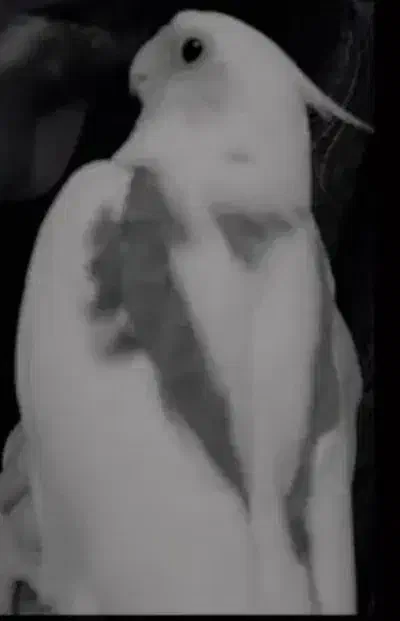 عروس هلندی|حیوانات|بندر امام خمینی, |دیوار